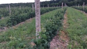 Малина Glen Dee.Обзор на 06.06.17