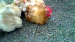 Обзор кур Мини мясные палевые белохвостые