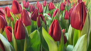 Сорт Curry . Выгонка тюльпанов.