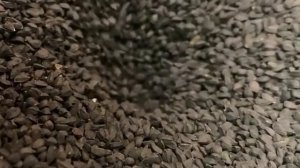 Прессование Семян Черного Тмина Nigella Sativa для производства тминного масла