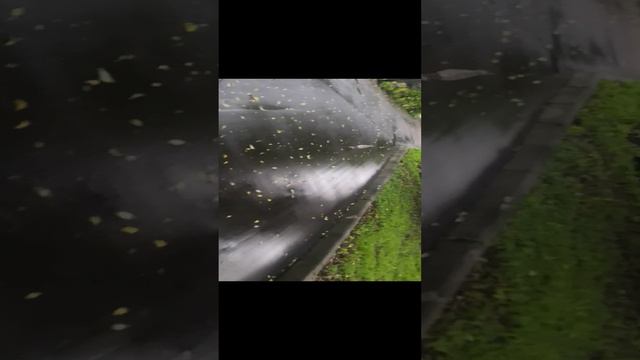 Птенец чайки в черкизовском парке рядом с прудами