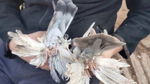 Касаны и Северокавказкие в чем схожесть в чем различие ?)