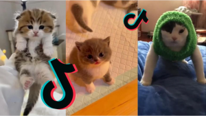 ТИКТОК ПОДБОРКА КОТЯТ под музыку KITTY GO