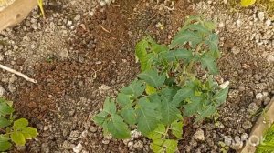 Обзор  теплицы на 5 мая 2023 года  Бактофит? Кто  использовал  ?