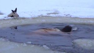 Ах, ты баня русская!!!