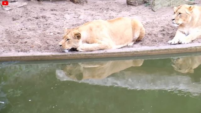 Lion VS Tiger Real Fight - Tough Creatures [Ep. 4] смотреть онлайн