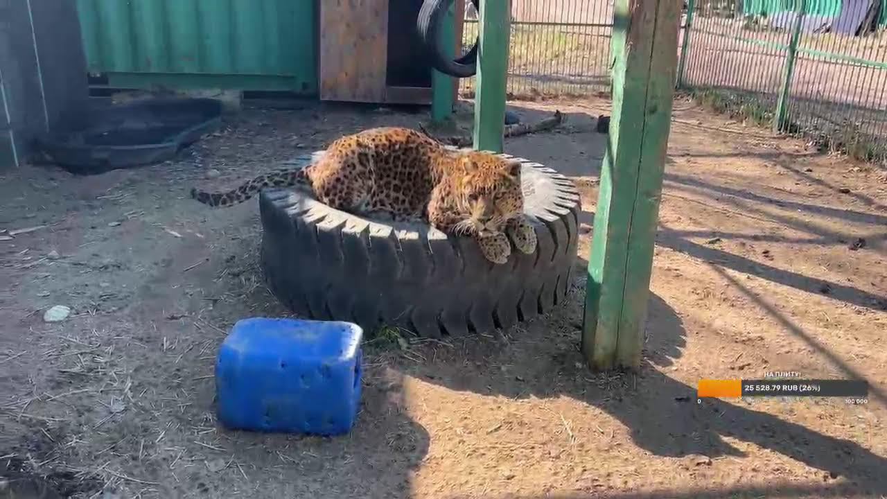 С международным днем ветеринарного Врача!)