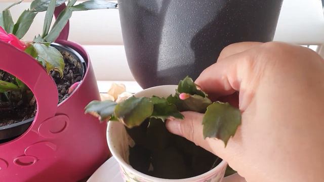 Holiday Cactus Plant: Grow Zygocactus/Christmas Cactus in Water | Can They flower in Water смотреть онлайн