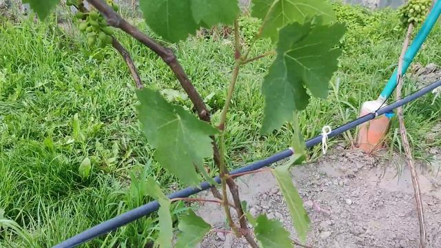 Виноград Аладдин 2020 смотреть онлайн