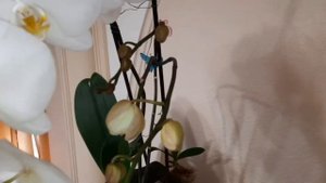 Это успех!!!! Sogo Yukidian phalaenopsis. Домашнее цветение весна 2021г