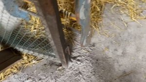 Мой СУПЕР курятник//Куры Мини мясные палевые