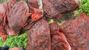 Что делать с отработанным материалом после лука, куда вывезти или оставить у себя на участке?