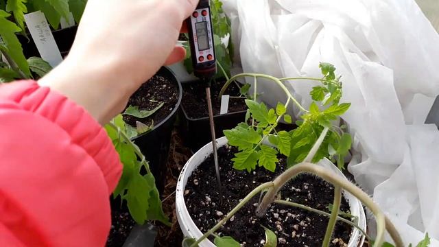 Подмёрзли томаты - что делать? смотреть онлайн