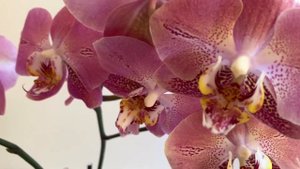 My new orchid Leco Fantastic(Dragon Heart)/Новая орхидея Леко Фантастик или Сердце Дракона