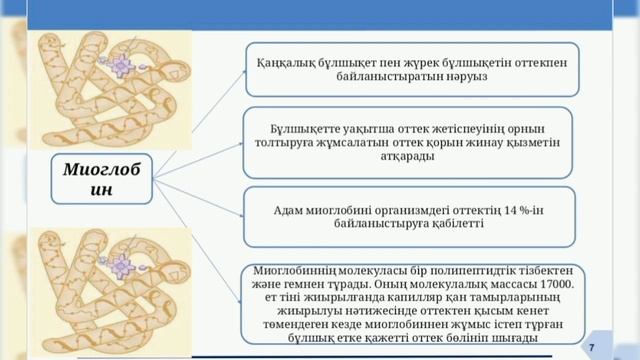 10 сынып. Биология. Адам гемоглабині мен миоглобиннің құрылысы мен қызметі смотреть онлайн