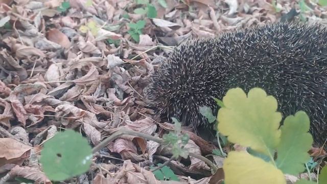 Сонный осенний ёжик. смотреть онлайн