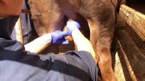 Drill Castration for calves, Japanese 243 style (伏見式捻転去勢、Henderson's castration)