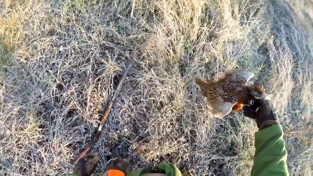 Охота на фазанов с легавыми, Ростовская обл., 16 г. Pheasant hunting with german wiheraired pointer смотреть онлайн