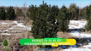 Элитные деревья крупномеры сибирского кедра 3-5 метров