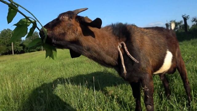 Англо нубийский козел Пахнут ли нубийские козлы Граф