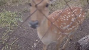 Экопарк Олений Остров в Татищево Саратовской области