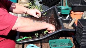 A Bit of Sowing, Some Pricking Out and a Greenhouse Tour | SpiderFarmer SF300 LED Growlight