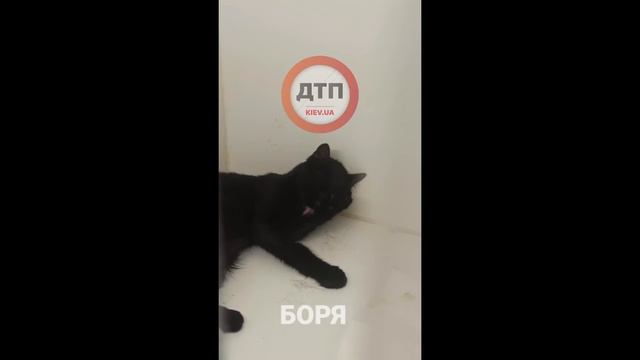 Очень большой успех и чудо: неделя после смертельной травмы: котик Боря начал сам кушать смотреть онлайн