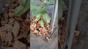 #магнолия #магнооия феруджина ferruginae #укрытие магнолии в зиму