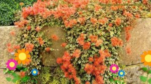 Ацена мелколистная Купфертеппих. Краткий обзор, описание acaena microphylla Kupferteppich