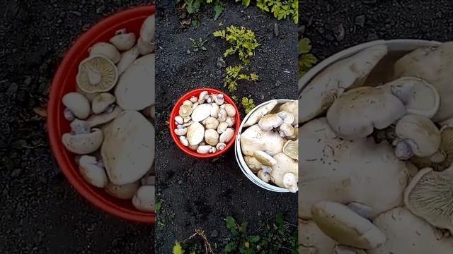 Открыла для себя новые грибы, рядовки лиловоноговые. Очень красивые и вкусные грибы. Омская область смотреть онлайн