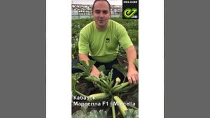 Марселла F1 - семена гибрида кабачка - Энза Заден