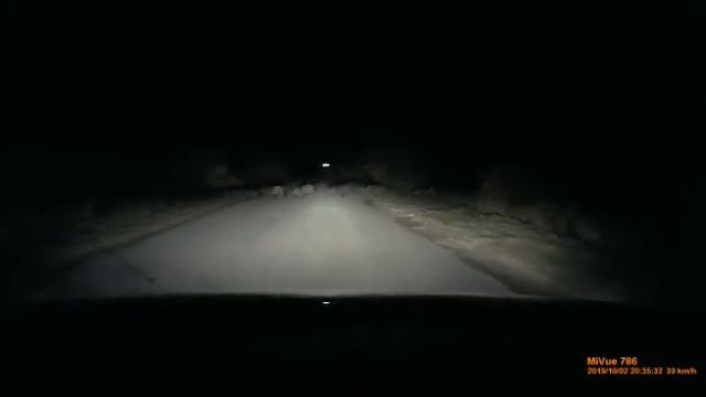 Андрюш, кто это.... Кабаны!