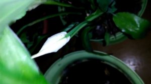 Что за цветок? Народ, кто знает:   это каала?