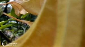 Golden angel’s trumpet genus Brugmansia aurea | Old memories of our garden