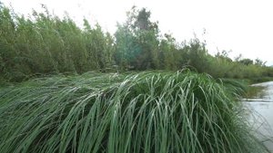 Рыбалка с берега на спиннинг на Оби в конце августа