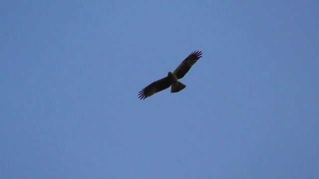 Порода голубей которую Хищник не берет⁉ / Hawk and pigeons