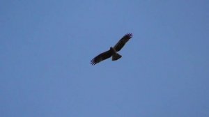 Порода голубей которую Хищник не берет⁉ / Hawk and pigeons
