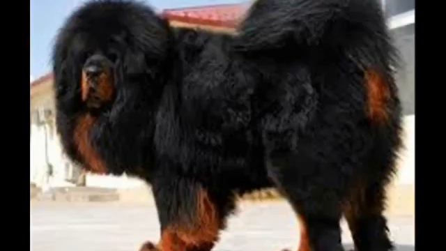 топ 10 самых больших пород собак
