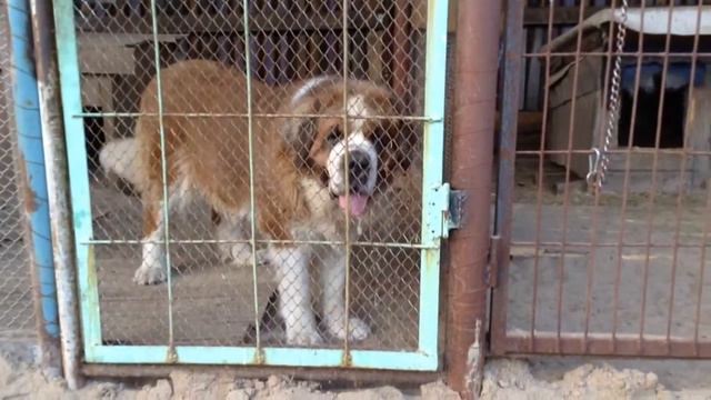 риза смотреть онлайн