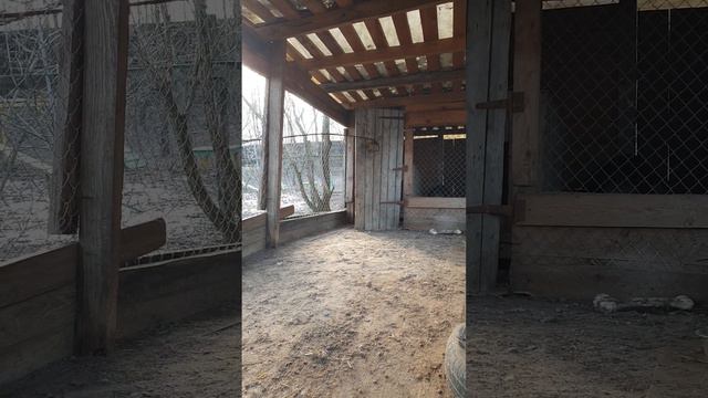 Рекс растерялся, что делать с говяжьим носиком, но быстро нашёл выход) Какой - в конце видео. смотреть онлайн