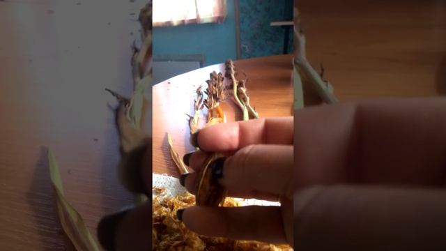 как получить семена гладиолусов
