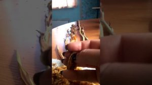 как получить семена гладиолусов