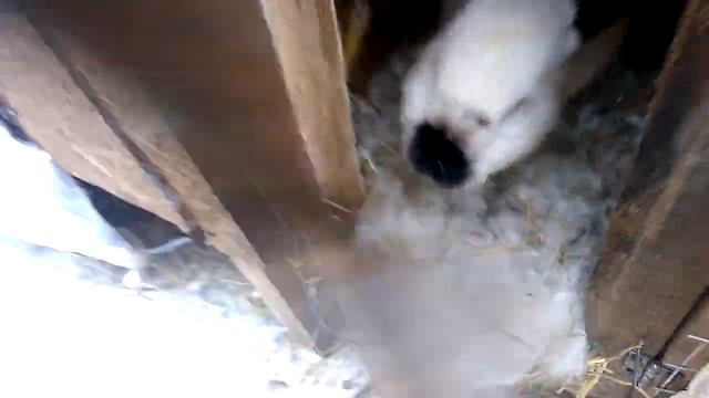 Кролики пускаю на мясо  обновляю стадо!