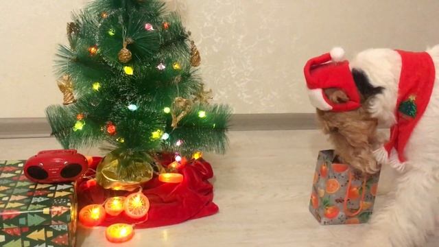 Christmas story 2022! /Top Christmas dog tricks/ Foxies Taffy and Diva/Рождественская история 2022 смотреть онлайн