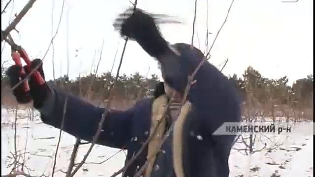 Подрезка плодоносящих садов в Каменке смотреть онлайн