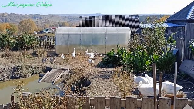 Стёпка гусак разбойник! смотреть онлайн