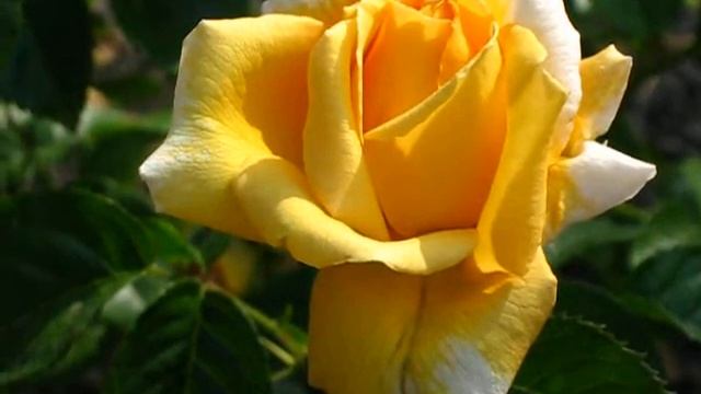 Троянда Бероліна смотреть онлайн