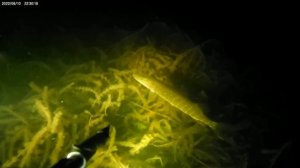 Подводная охота на Ладожском озере. Ночь досадных промахов.