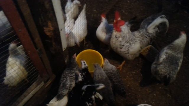 Как приготовить чесночную воду для птицы (продолжение). смотреть онлайн