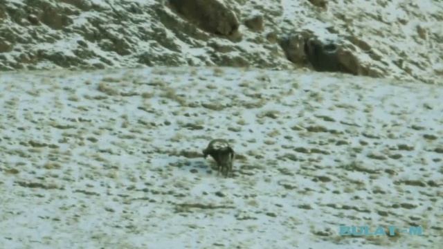 Hunting in BULAT-M Kyrgyzstan смотреть онлайн